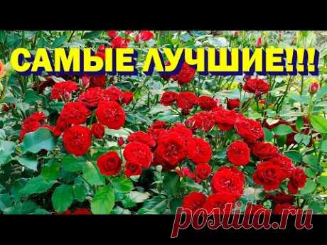 Мои бордюрные спрей розы, выбираем! Как ухаживать за розами, когда обрабатывать фунгицидами?