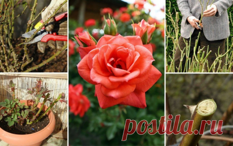 Регулярная обрезка роз – залог их пышного цветения и хорошего роста новых побегов. Однако очень важн