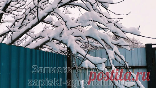 Первое декабря наши прабабушки называли Платон и Роман. И существовало такое поверье. Говорили так: «Какой первый день декабря, такая и вся зима». Например, весь день морозный и зима будет холодной. Идёт снег, зима снежная. Если пол дня мороз, а с середины дня становится теплее, значит и зима будет такой. И это не все приметы на декабрь, по традиции опишем ниже и другие приметы.