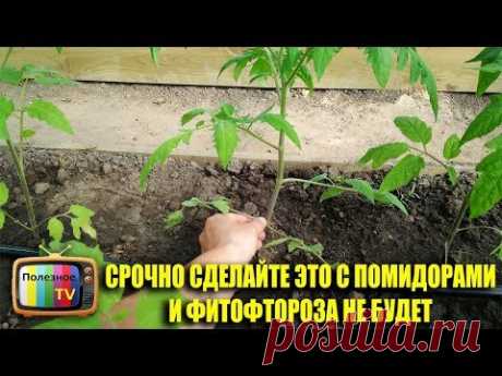 СРОЧНО СДЕЛАЙТЕ ЭТО С ПОМИДОРАМИ И ФИТОФТОРОЗА НЕ БУДЕТ