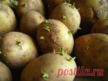 Подготовка и проращивание картофеля перед посадкой