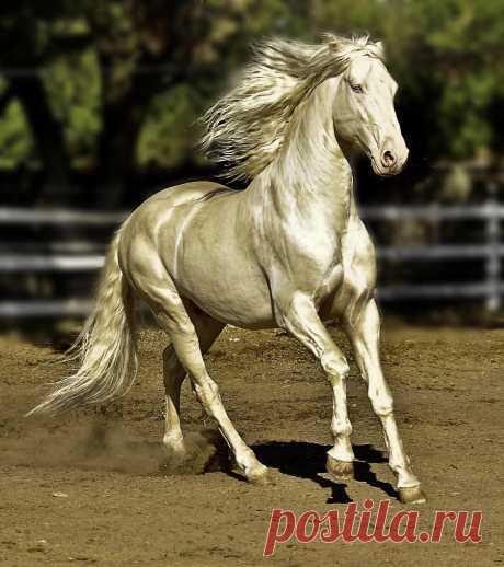 Самая дорогая лошадь в мире Лошади породы Ахалтекинская Изабелловая (adsbygoogle = window.adsbygoogle || ).push(); Фризская лошадь гнедая Ахалтекинская лошадь изабелловой Фризская лошадь Фридрих Великий Фризский жеребец Фредерик Великий Лошадь Фредерик Великий Самые красивые лошадки в