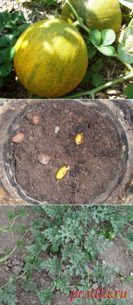 (+1) тема - Выращивание дыни и арбуза в умеренном климате | 6 соток