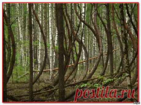 Пьяный лес под Рязанью | Аномальные зоны | Плюк - Блог о паранормальном и мистическом - Ку! #мистика