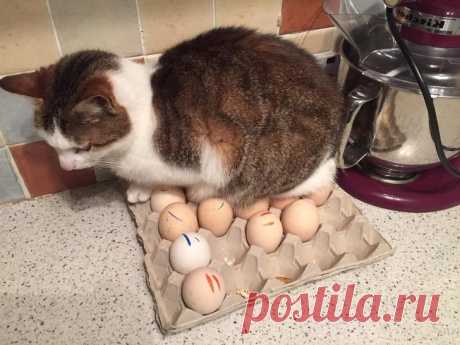 Коты-хулиганы, на которых очень сложно злиться. Фотоподборка, которая поднимет вам настроение