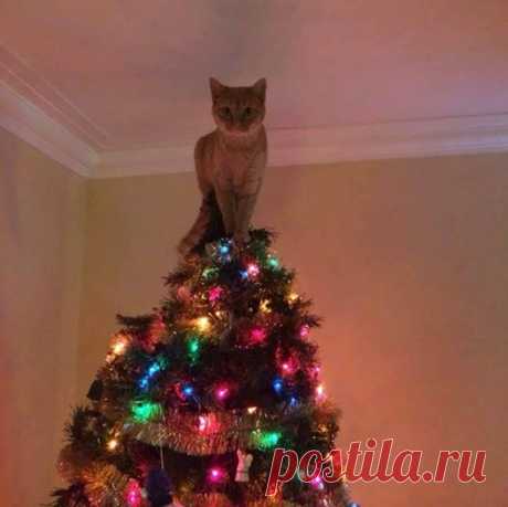 В доме может быть только одна звезда!