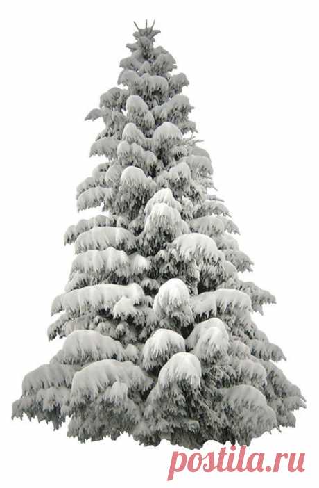 Christmas New Year Tree | Новогодняя елка » PixelBrush - Портал о дизайне. Скачать фото, картинки, обои, рисунки, иконки, клипарты, векторный клипарт бесплатно, шаблоны psd, фотоклипарт, клипарт , скачать векторный клипарт