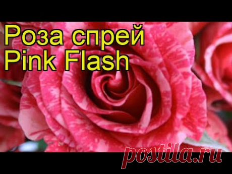 Роза спрей Пинк Флеш. Краткий обзор, описание характеристик, где купить саженцы Pink Flash - YouTube