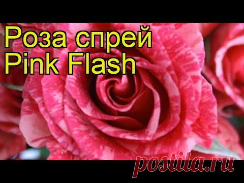 Роза спрей Пинк Флеш. Краткий обзор, описание характеристик, где купить саженцы Pink Flash - YouTube