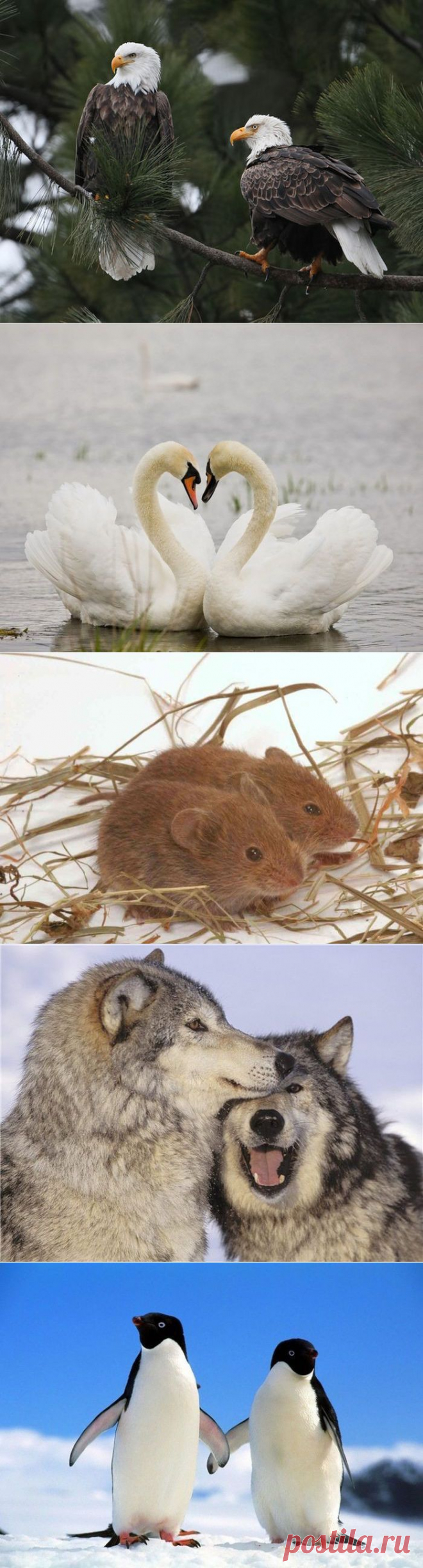 Моногамные животные
