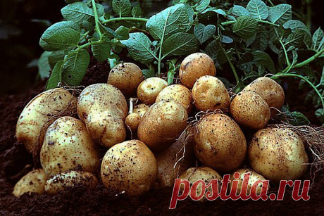 Интересное про картошку!.