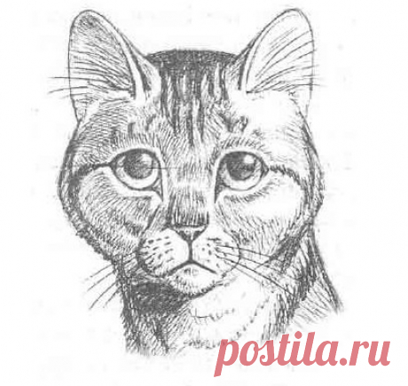 Учимся рисовать голову кошки