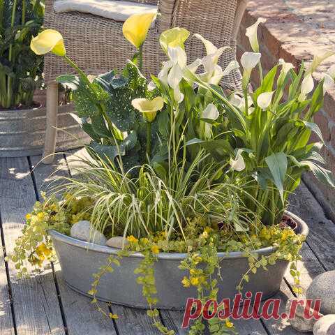 Calla: Tipps zum Pflanzen und Pflegen der Zantedeschia