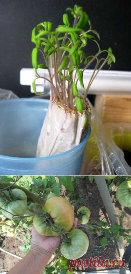 Выращивание помидорной рассады в рулончике. (Проверка советов из интернета)