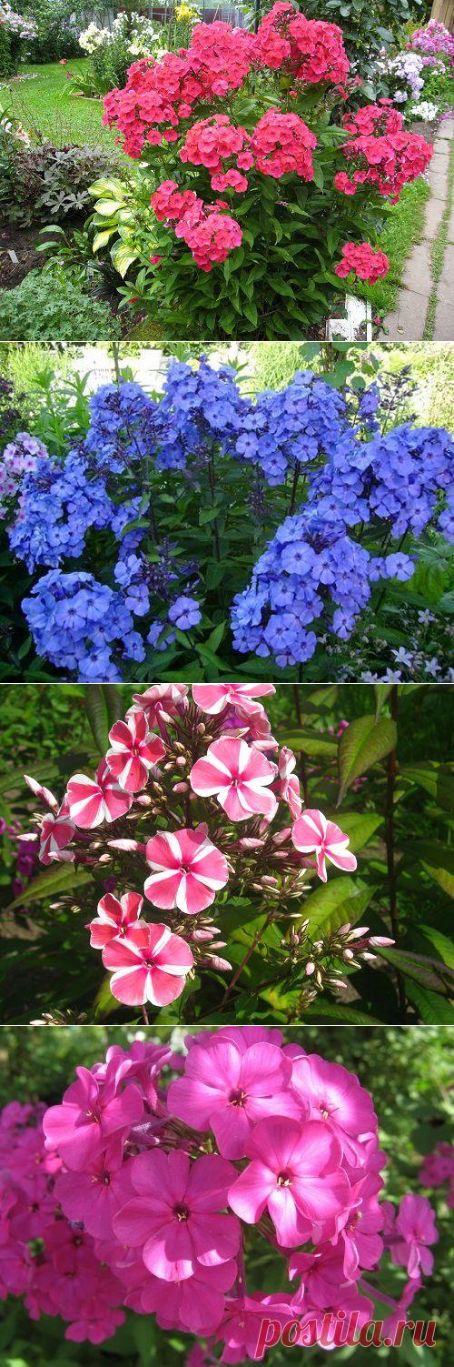 флокс метельчатый в горшке. флокс дома. флокс метельчатый bright eyes. флокс босфор рассада. флокс метельчатый в вазоне.