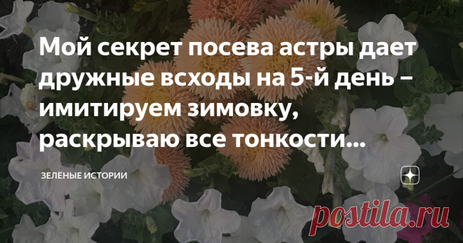 Мой секрет посева астры дает дружные всходы на 5-й день – имитируем зимовку, раскрываю все тонкости процесса Статья автора «Зелёные истории» в Дзене ✍: Как посеять астру так, чтобы получить гарантированные 100% всходы уже на 5-й день? Раскрываю для вас все нюансы и тонкости этого процесса.