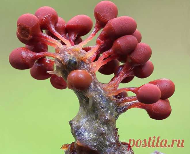 Арцирия оголенная (Arcyria denudata)