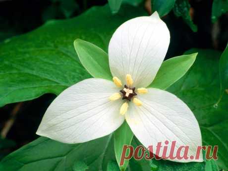 белый цветок flower 7 13