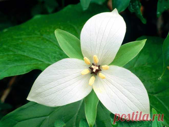 белый цветок flower 7 13