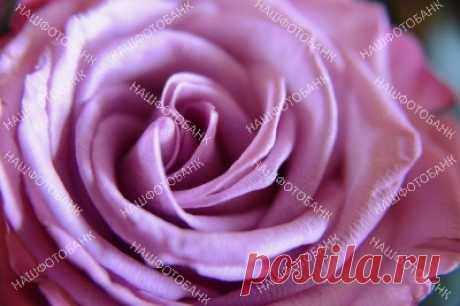 Роза крупным планом Красивый цветок розы крупным планом. Цветочный фон.