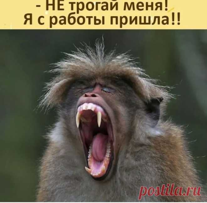 ггг | ВЫСКАЗЫВАНИЯ | Постила