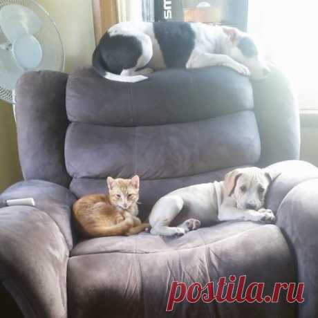 Собаки, которые думают, что они — кошки