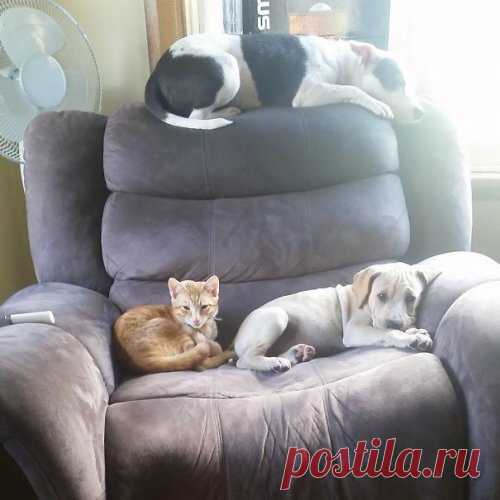 Собаки, которые думают, что они — кошки