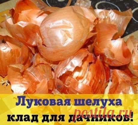 Луковая шелуха - клад для дачников