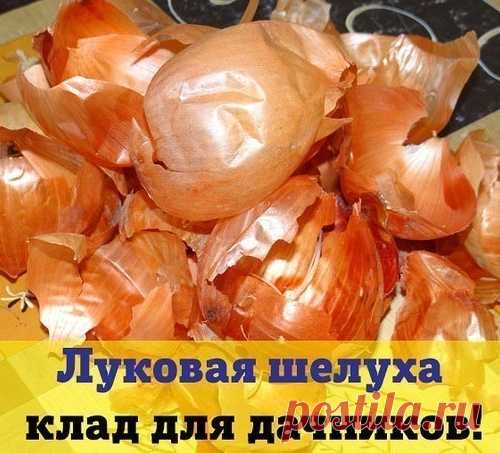 Луковая шелуха - клад для дачников