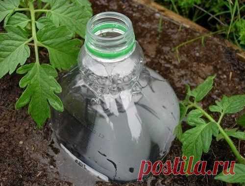 Капельный полив при помощи... пластиковой бутылки