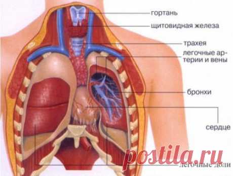 Схема расположения внутренних органов человека в организме мужчины и женщины - Популярная медицина