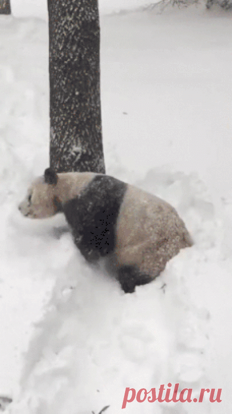 Snow GIF - Find &amp; Share on GIPHY