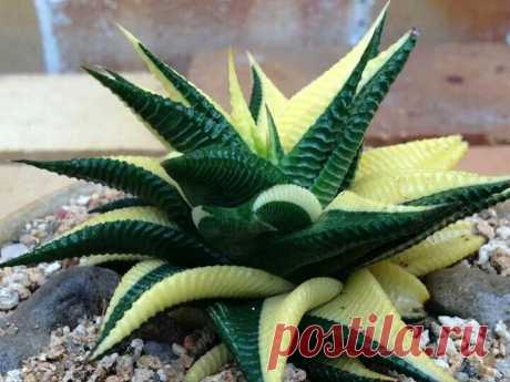 Haworthia Variegata limifolia