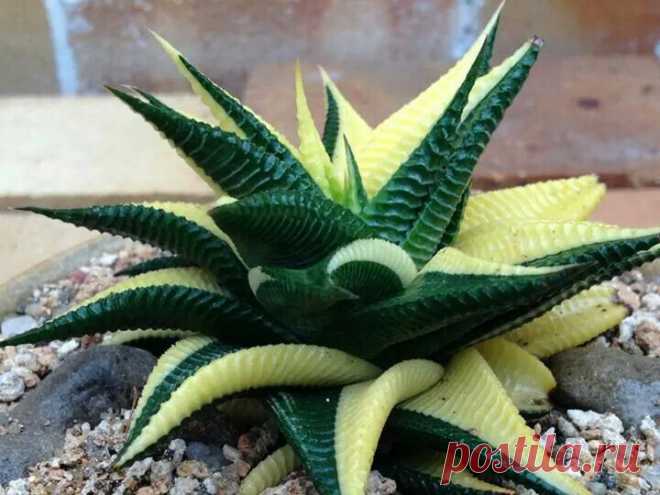 Haworthia Variegata limifolia