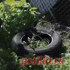 (7) Одноклассники