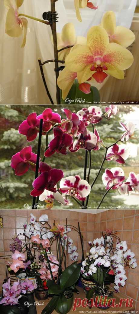 Орхидеи Phalaenopsis .  Ошибки и опыт по уходу.