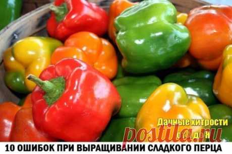 10 ошибок при выращивании сладкого перца
