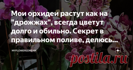 Мои орхидеи растут как на "дрожжах", всегда цветут долго и обильно. Секрет в правильном поливе, делюсь (статья с видео) Всем привет!
Как правильно поливать орхидеи? Думаю этот вопрос задавал себе каждый цветовод, как только на его окне появлялась первая орхидея. И это не удивительно, орхидеи не совсем обычные растения.
Растут они у нас в коре, а не в обычной земле. А в естественных условиях они и вовсе растут просто на скалах, на деревьях, прикрепляясь своими корешками к с...