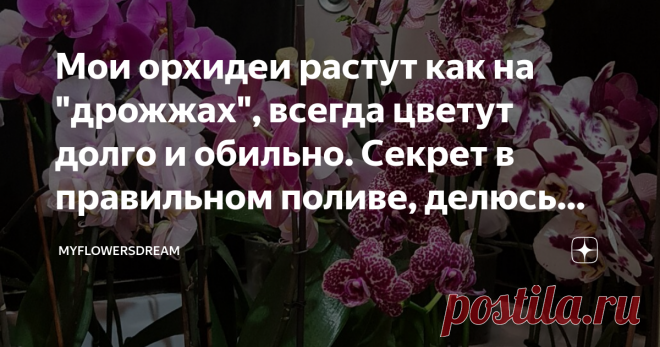 Мои орхидеи растут как на 