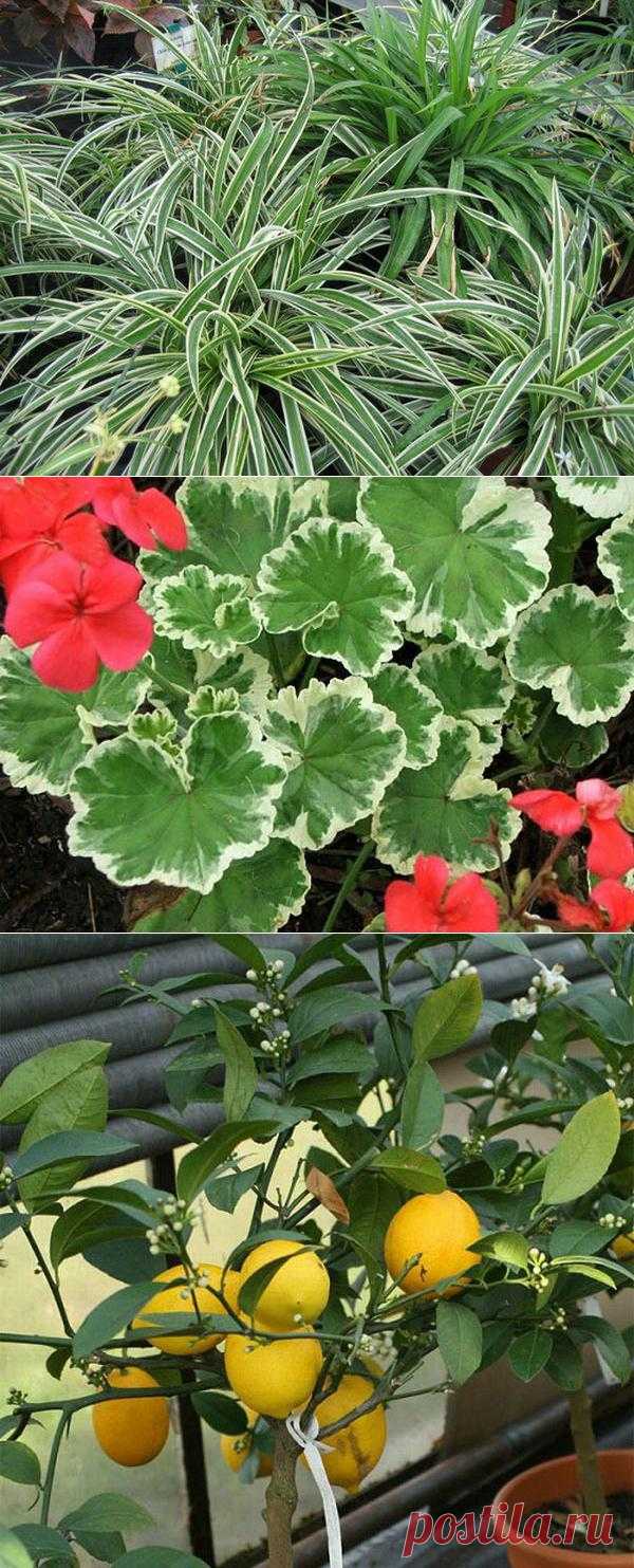 Комнатные цветы,которые защищают наше здоровье.
