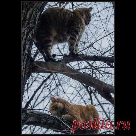 Фотографія Весна. КОТЫ прилетели)) / Дмитрий Домбровский / photographers.ua