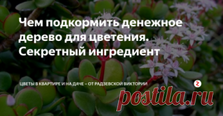 Чем подкормить денежное дерево для цветения. Секретный ингредиент Толстянка или денежное дерево в зависимости от сорта цветёт жёлтыми, белыми, ярко-красными или сиреневыми с розовым оттенком. У некоторых сортов настолько густое цветение, что не видно шикарной зелёной листы. Но чтобы добиться такого результате денежное дерево необходимо подкармливать.
