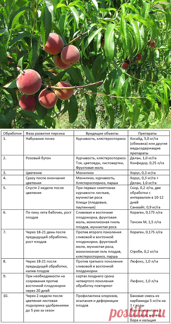 Подкормка персика. Схема обработки яблонь весной. Схема подкормки персика. Схема опрыскивания персика весной. Таблица обработки персика.