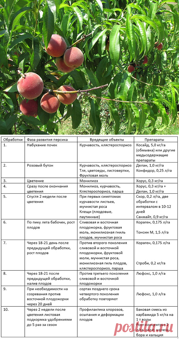 Чем подкормить яблони весной до распускания. Схема обработки яблонь весной. Схема подкормки персика. Схема опрыскивания персика весной. Таблица обработки персика.