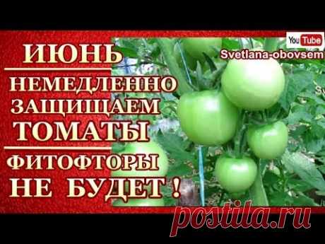 СУПЕР СМЕСЬ ПРОТИВ ФИТОФТОРЫ.. СРЕДСТВО БОРЬБЫ И ПРОФИЛАКТИКА.. ФИТОФТОРЫ НЕ БУДЕТ!!!