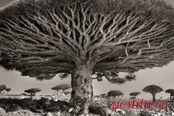 Фотограф из Сан-Франциско Бет Мун (Beth Moon) объездил всю планету, чтобы сфотографировать вековые деревья, которые так же стары, как и наш мир. Он посвятил работе 14 лет и сделал 60 удивительных снимков могущественных деревьев во всем мире. Вот небольшая часть его работ