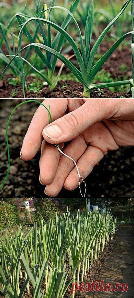 Выращиваем лук-порей на участке