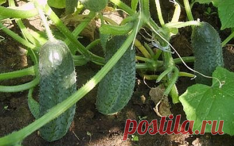 (18) Одноклассники