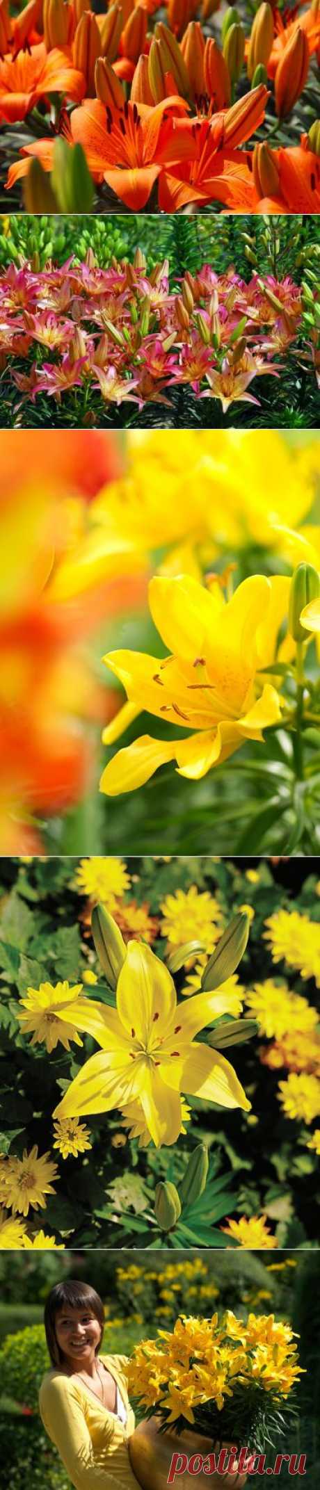 Dwarf Asiactic Hybrid Lilies - Pixie Series - Jardins Sans Secret