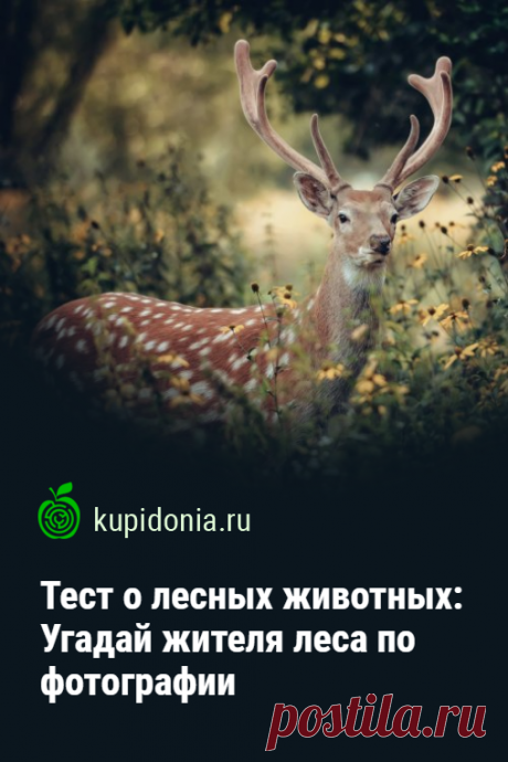 Тест о лесных животных: Угадай жителя леса по фотографии. Тест о лесных животных состоящий из 20 вопросов с фотографиями и подсказками. Проверьте свои знания!